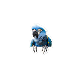 Petpaws Blue parrot Bubble-free stickers