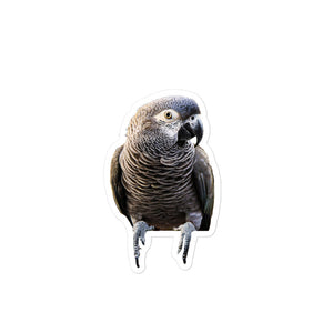 Petpaws Black Grey parrot Bubble-free stickers