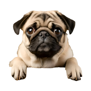 Petpaws Pug dog Bubble-free stickers